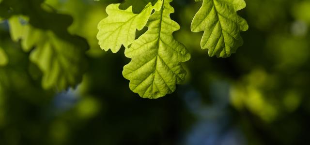 Oak tree