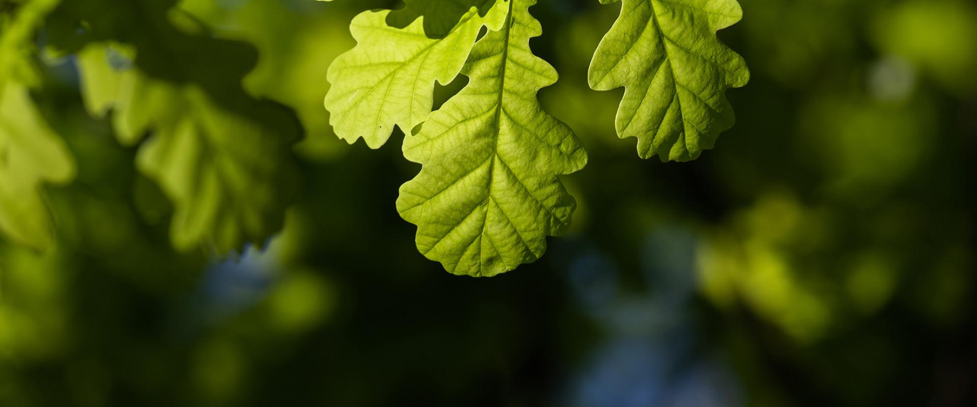 Mike Mullins Oakwood Capital, Inc.